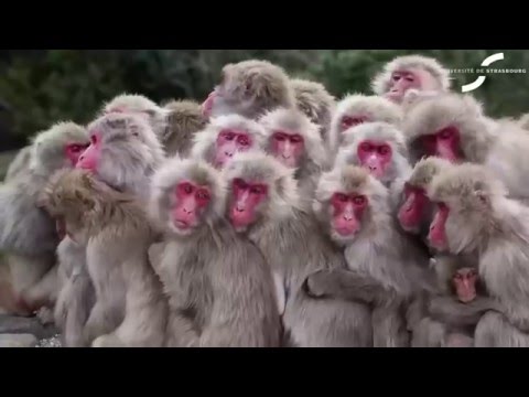 Ce que les macaques nous apprennent des réseaux sociaux