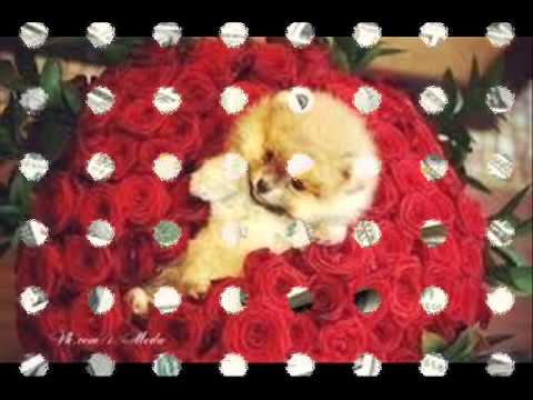 Happy Birthday Jasmine from Farkhat 09 окт 2014