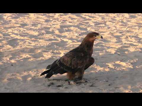 Al Maha November.mov