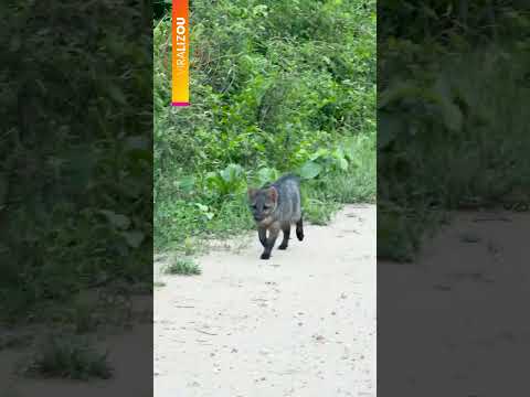 Cena rara mostra filhote de lobinho reencontrando a mãe | #g1 #shorts