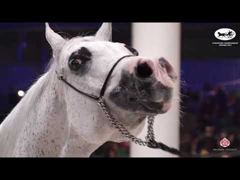 N 45 EK DEHOR   European Championship 2021   VERONA   Geldings Class 9