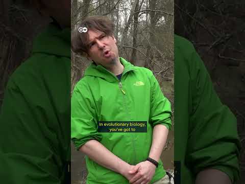 This Invasive Species Is Destroying Germany's Ponds! | Dw Documentary