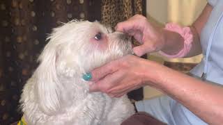 Does Your dog get crusty eyes? How to safely clean your dogs crusty eyes!