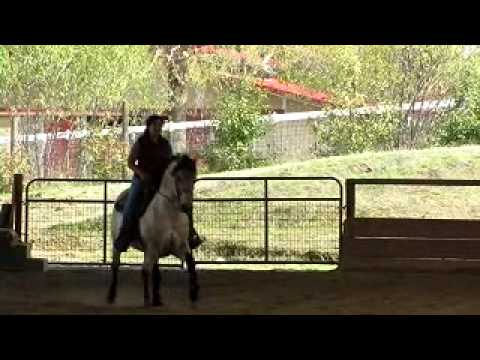 NVS MIDAS a Buckskin Morgan Stallion - Westen Dressage