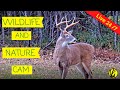 Live Deer Bird Wildlife Cam