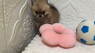 ハーフ犬の動画01