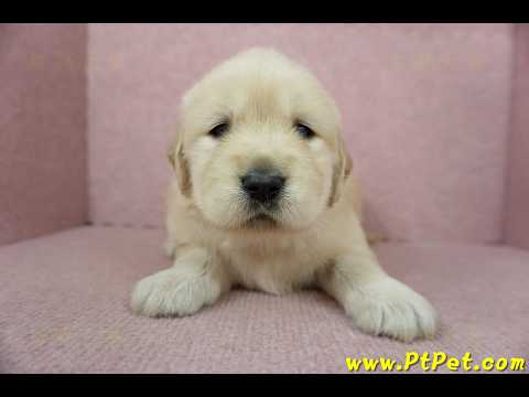 11/18黃金獵犬母幼犬4號(台中太平)