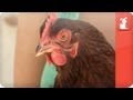 Unadoptables - Inseparable chickens looking for perfect forever home.