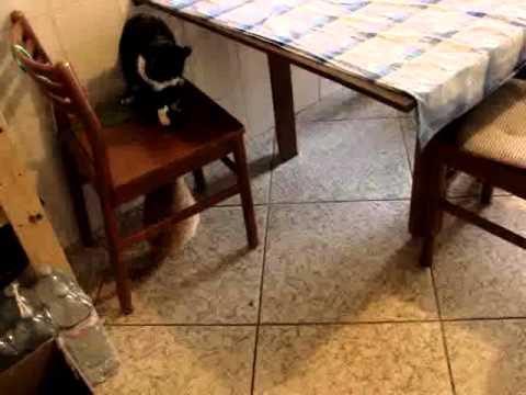 Gatti sotto le sedie