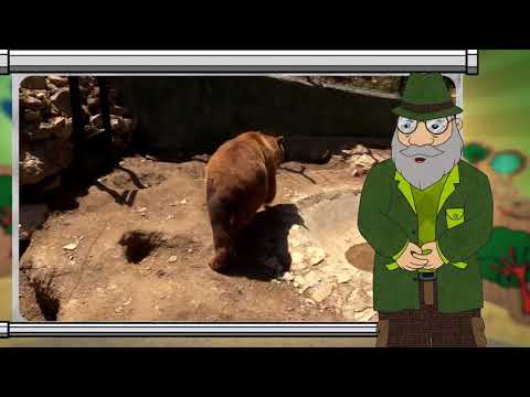 Erdő Ernő bácsi meséi - Milyen állat a medve?