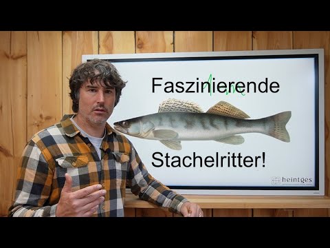 You MUST know this about the ZANDER!!