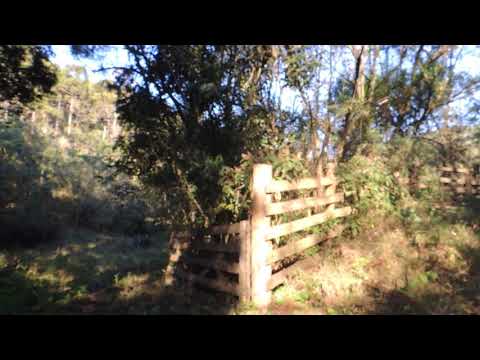 Em busca dos pinheiros gigantes !!