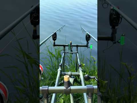 Carp run with Čika Vlajko