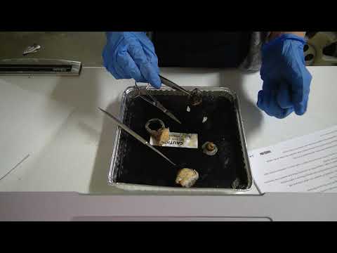 BIO 220 Eye Dissection