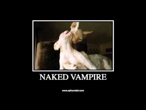 Funny sphynx cat video!