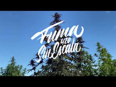 Monguse G  - Fuma  (Audio Oficial) (Prod by Daikor Beats).