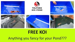T.K.P. Telford Koi Pond - Video 83 – FREE KOI – Anything you fancy for your Pond???
