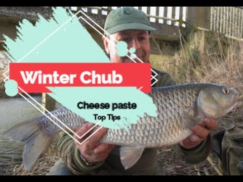 Winter chub fishing tips using cheese paste