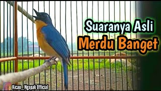 Download lagu Kicauan  Merdu Burung Tledekan Di Pagi Hari Durasi Panjang dan Jernih mp3