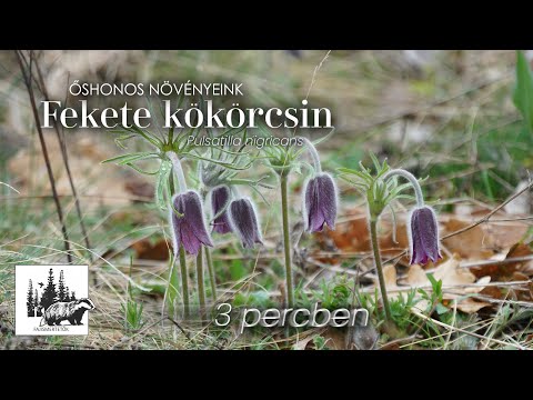 Fekete kökörcsin