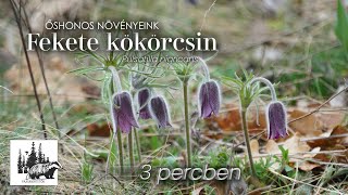 Fekete kökörcsin – fajismertető videó