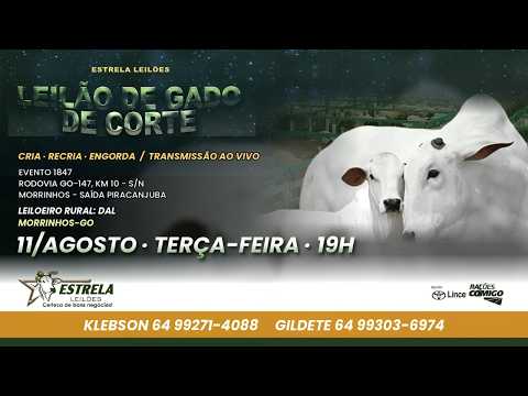 ESTRELA LEILÕES  - AO VIVO - 11/08/2026  -  19H - MORRINHOS - GOIÁS