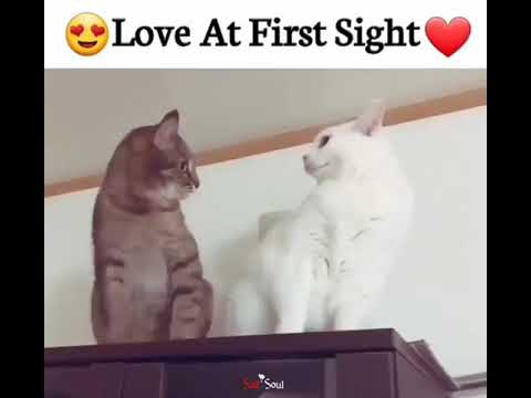 Cat's love at first sight 😍