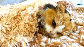 【突然のお別れ】皆様にお伝えしたい事があります【虹の橋へ】
