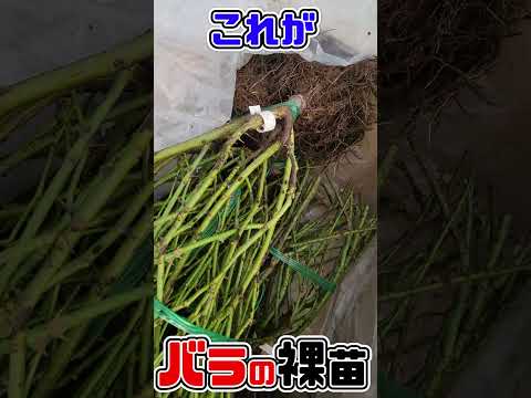 苗に水をやる 2024