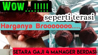 Download lagu Tutorial Pembibitan Jernang ( Daemonorops draco) Dragon Blood mp3