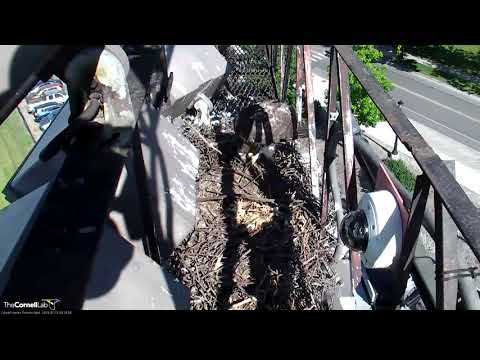 Red tailed Hawk Fledgling  "I1"  Gobbles Up Prey Drop From Arthur (edited) – July 15, 2019