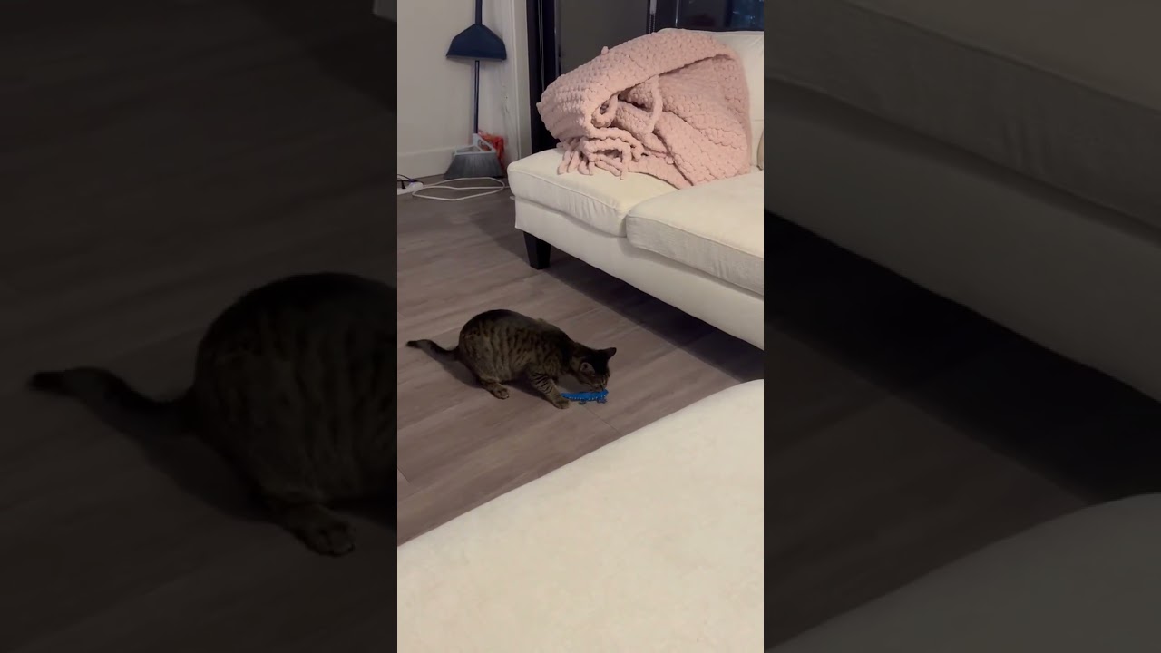 Enlarge Cleopatra, a Adoptable Domestic Short Hair in Traverse City, MI video 6/6