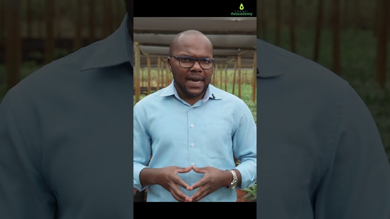 How to Identify Quality Avocado Seedlings