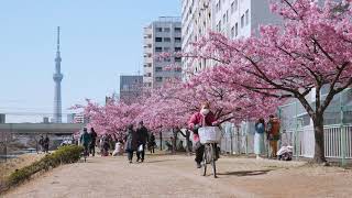 旧中川の河津桜 4K Kawazu-zakura (Cherry Blossom) on the Old Nakagawa River