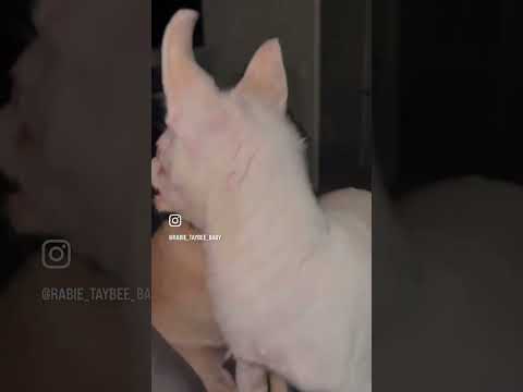 Crazy Chihuahua Growls Like A Demon