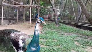 Download lagu Jalan jalan ke taman. mp3