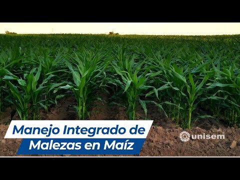 , title : 'Webinar: Manejo Integrado de Malezas en Maíz'