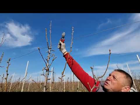Rezidba kruške, pravilno povijanje grana,zamena grane, prunus domestika, pear pruning