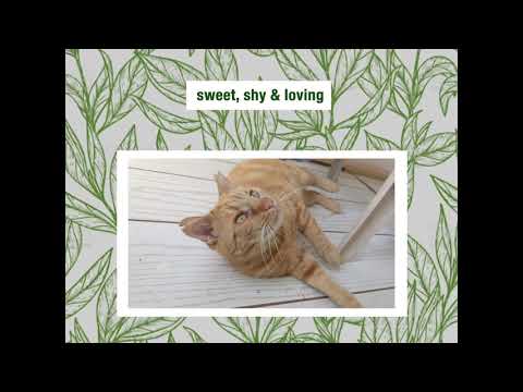 Henry, an adopted Domestic Short Hair in Brooklyn, NY_image-1