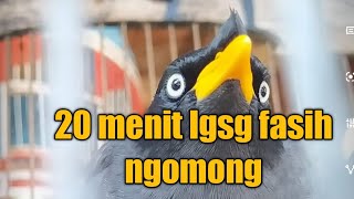 Download lagu di jamin 20 menit jalak anda lgsg bisa isian nembak panjang,ngomong mp3