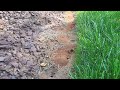 Digger Bees Burrowing in the Backyard in North Brunswick, NJ