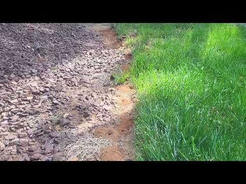 Digger Bees Burrowing in the Backyard in North Brunswick, NJ