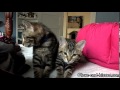 Kneady Kittens In Tandem