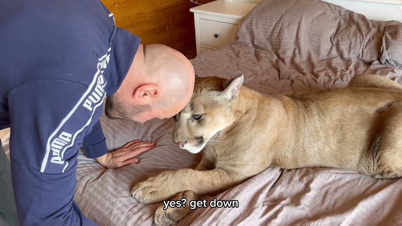 Месси страдает от отсутствия Саши! ГРУСТНЫЙ  КОТ лежит у окна и ЖДЁТ хозяина