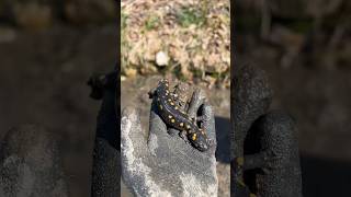 Salamander in the pond #shorts #salamander #pond