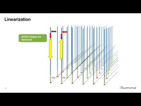 Learn about Illumina's Next-Generation Sequencing Workflow