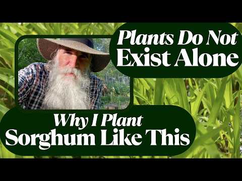 The Secret Life of Plant Communities | Sorghum, Millet & More