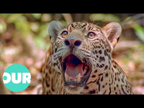 The Jaguar: Eater of Souls | Our World