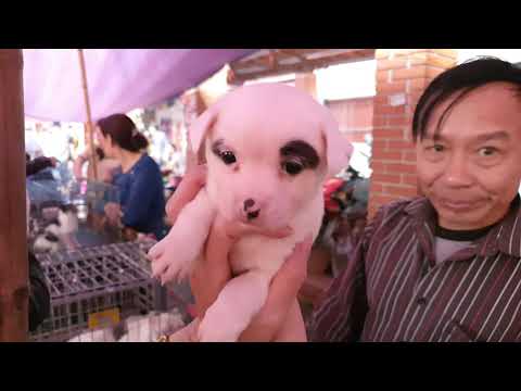 Inside biggest dog and cats market (Vietnam )