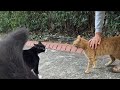 Long Tailed Orange Cat Started Hissing When She Saw The Other Cat